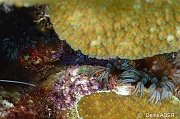 Lebrunia danae Anemone a rameaux-Bonaire Sampler-23m-20180219-Denis-ADER-DSC_6702_tn